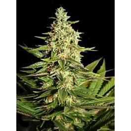Seedsman G13 Skunk Regular 