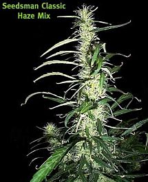 Seedsman Haze Mix Regular