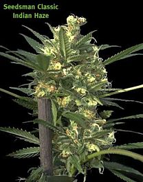 Seedsman Indian Haze Regular