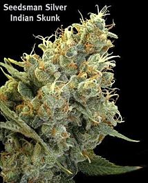 Seedsman Indian Skunk Regular