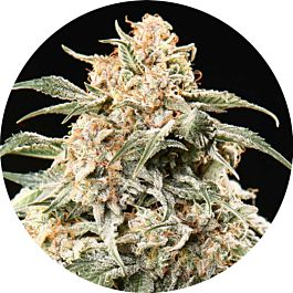 Top Tao Seeds Semi Auto Mix Regular