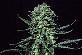 R-KIEM Seeds Muse Feminized