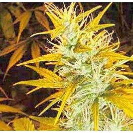 Afropips Regular Seeds Senegal Haze Regular
