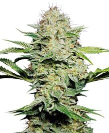 Sensi Seeds Sensi Skunk Auto Feminized