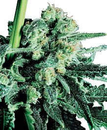 Sensi Seeds Sensi Skunk Regular