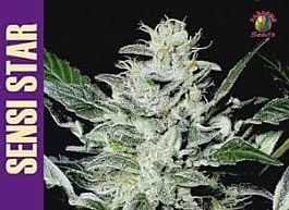 Paradise Seeds Sensi Star Feminised
