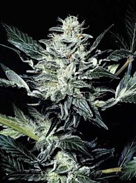 Paradise Seeds Sensi Star Regular Seeds 