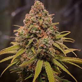 SINCITY Seeds Sequoia Strawberry Regular