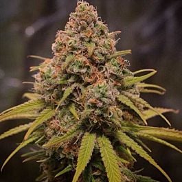 SINCITY Seeds Sequoia Strawberry Feminized