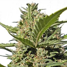 Serious Seeds Happiness Feminized