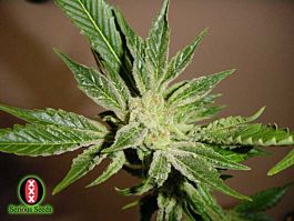 Serious Seeds White Russian Regular