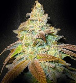 Gage Green Seeds Stone Free Regular