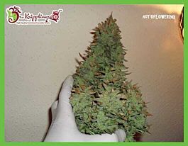 Dr Krippling Smokin' Gun Auto Feminized