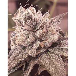 Lineage Genetics Shabba Love CBD Feminized