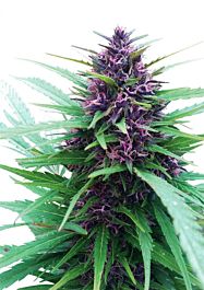 Dutch Passion Shaman Regular