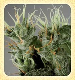 De Sjamaan Seeds Shamanic Haze Feminized