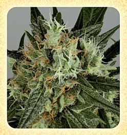 De Sjamaan Seeds Shaman's High Regular