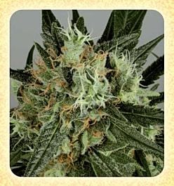 De Sjamaan Seeds Shaman's High Feminized