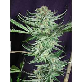 TGA SubCool Genetics Shangri La Regular