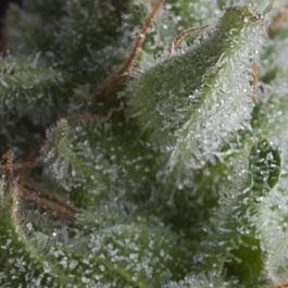 Pyramid Seeds Auto Shark Feminized