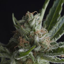 Pyramid Seeds Shark CBD Feminized