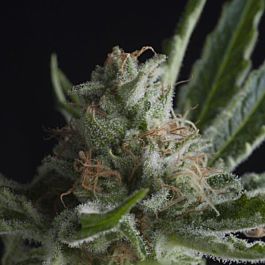 Pyramid Seeds Shark Feminized