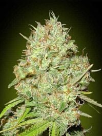Advanced Seed Banks Shark Widow Feminized