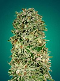 Advanced Seed Banks Shark Widow CBD Feminized