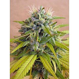 DNA Genetics Sharks Breath Feminized Seeds 