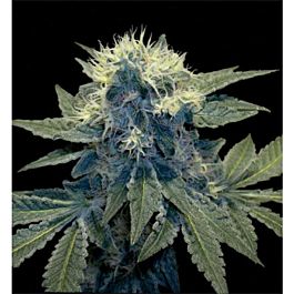 DNA Genetics Sharks Breath Regular Seeds 