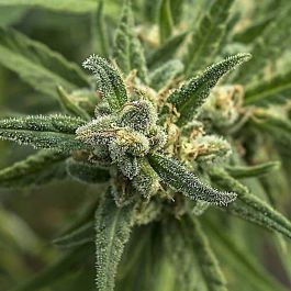 710 Shellshock Feminized