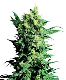 Sensi Seeds Shiva Shanti II Regular