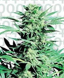 Sensi Seeds Shiva Skunk Feminised