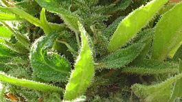 Freedom of Seeds Short Nepali Auto Feminized