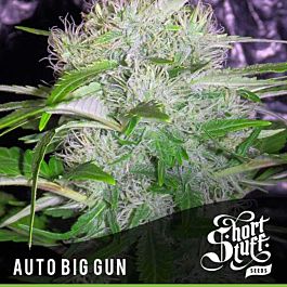 Short Stuff Seeds Auto Big Gun Feminized