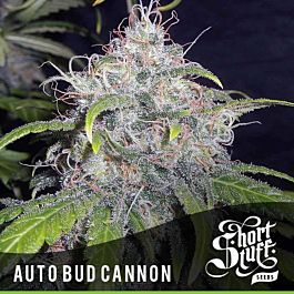 Short Stuff Seeds Auto Bud Cannon Feminized