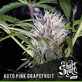 Short Stuff Seeds Auto Pink Grapefruit Feminized