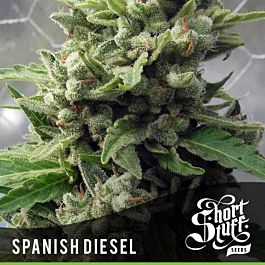 Short Stuff Seeds Auto Spanish Diesel Feminized