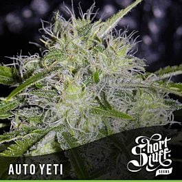 Short Stuff Seeds Auto Yeti Feminized