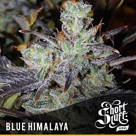 Short Stuff Seeds Blue Himalaya Auto Feminized