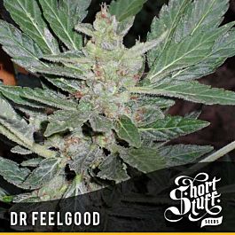 Short Stuff Seeds Dr. Feelgood Auto Regular