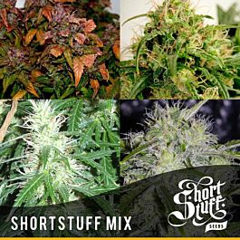 Short Stuff Seeds Short Stuff Mix Auto Feminized