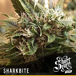 Short Stuff Seeds Sharkbite Auto Regular