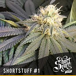 Short Stuff Seeds Short Stuff #1 Auto Regular
