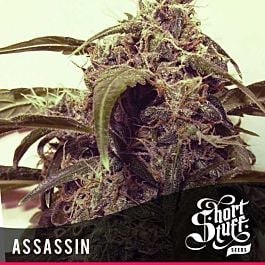 Short Stuff Seeds Auto Assassin Regular