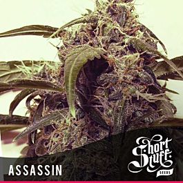 Short Stuff Seeds Auto Assassin Feminized