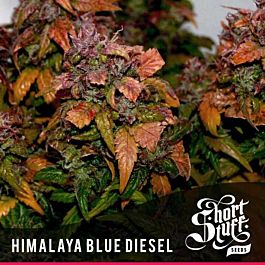 Short Stuff Seeds Himalaya Blue Diesel Auto Feminized