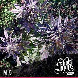 Short Stuff Seeds MI-5 Auto Regular