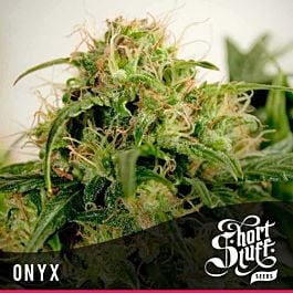 Short Stuff Seeds Onyx Auto Regular