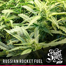 Short Stuff Seeds Russian Rocket Fuel Auto Regular